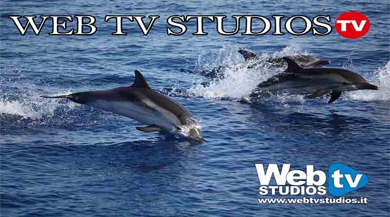delfini venezia webtvstudios