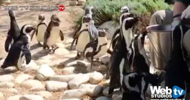 Nascite al Bioparco di Roma Una cammellina, tre suricati e due pinguini del Capo