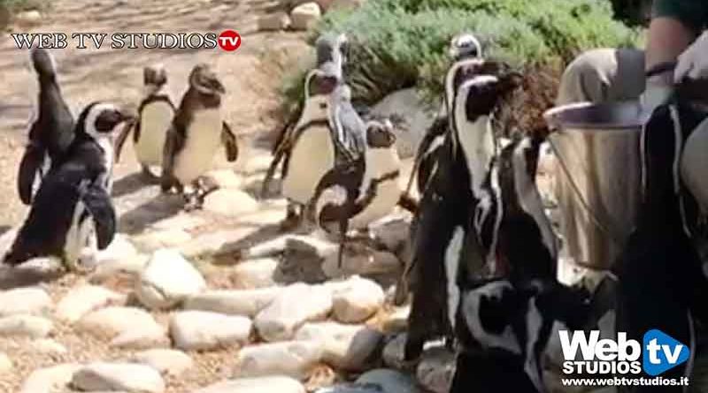 Nascite al Bioparco di Roma Una cammellina, tre suricati e due pinguini del Capo