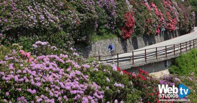 Escursioni per ammirare la fioritura dei Rododendri