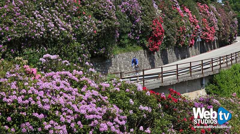 Escursioni per ammirare la fioritura dei Rododendri